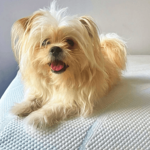Dog lying on a mattress